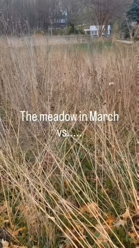 Our meadow through the seasons
