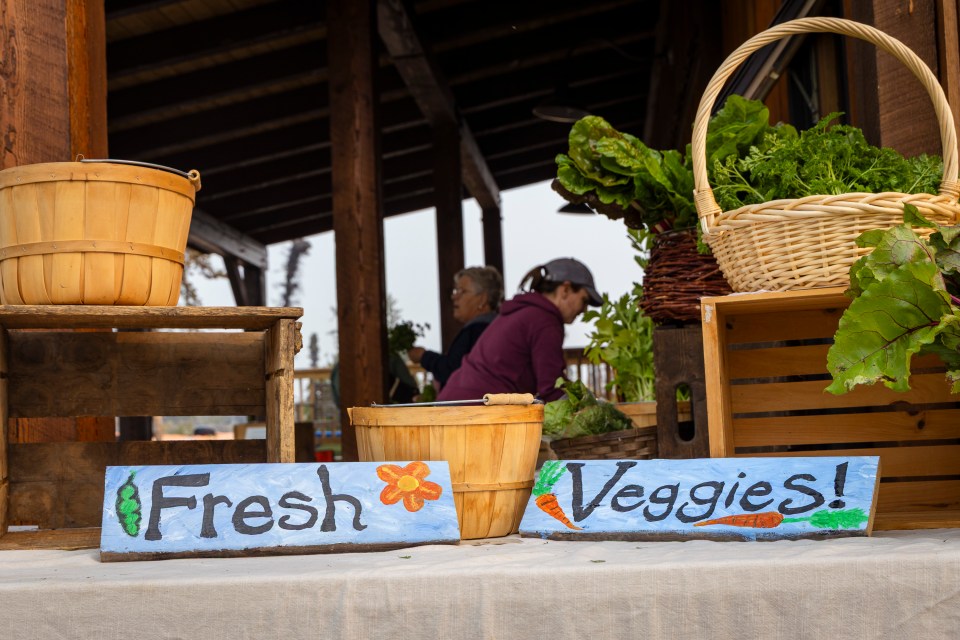 Fresh produce for sale at Laughing Lichen. Ollie Williams/Cabin Radio