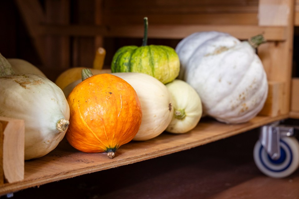 Squashes in a drying barn at Laughing Lichen. Ollie Williams/Cabin Radio
