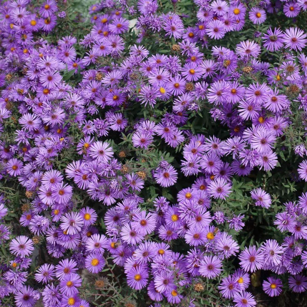 New england aster