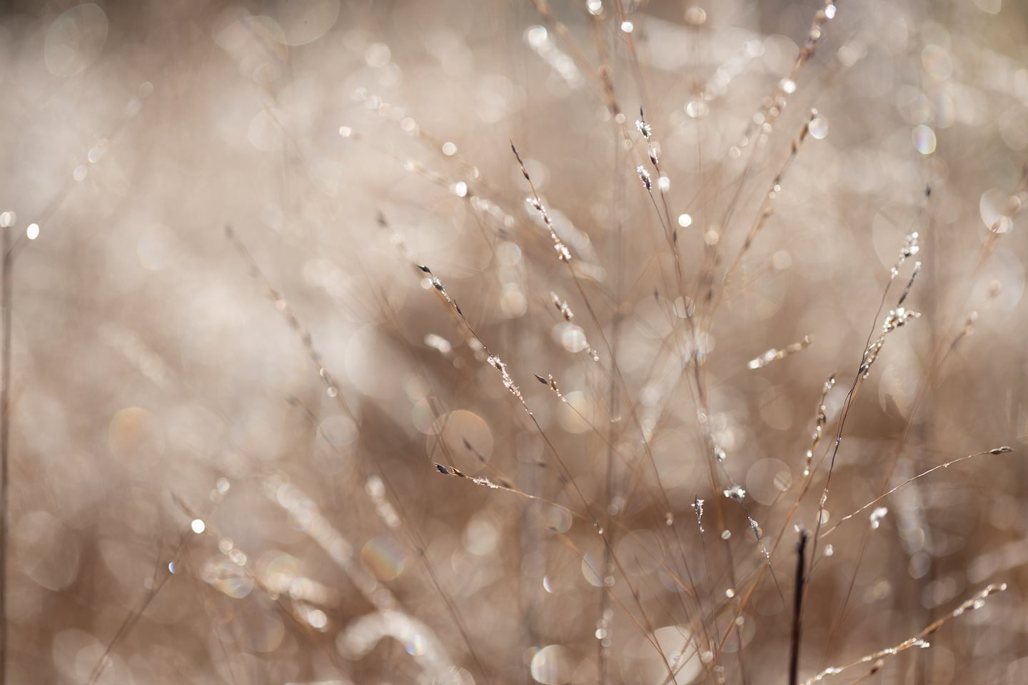 Switchgrass seedhead luminosity in winter.