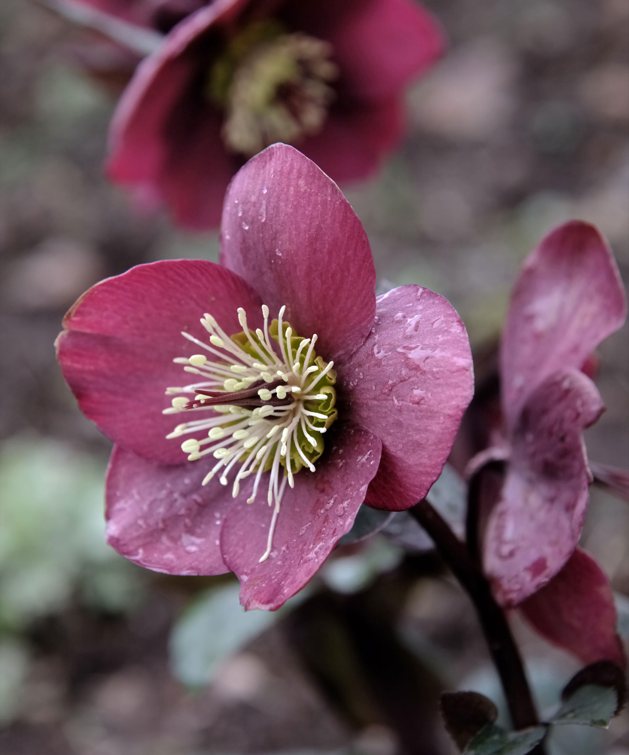 Helleborus (Rodney Davey Marbled Group) &lsquo;Anna&rsquo;s Red&rsquo;