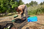 A volunteer at the NAYA community garden sorts fresh produce, Sep. 4, 2025.