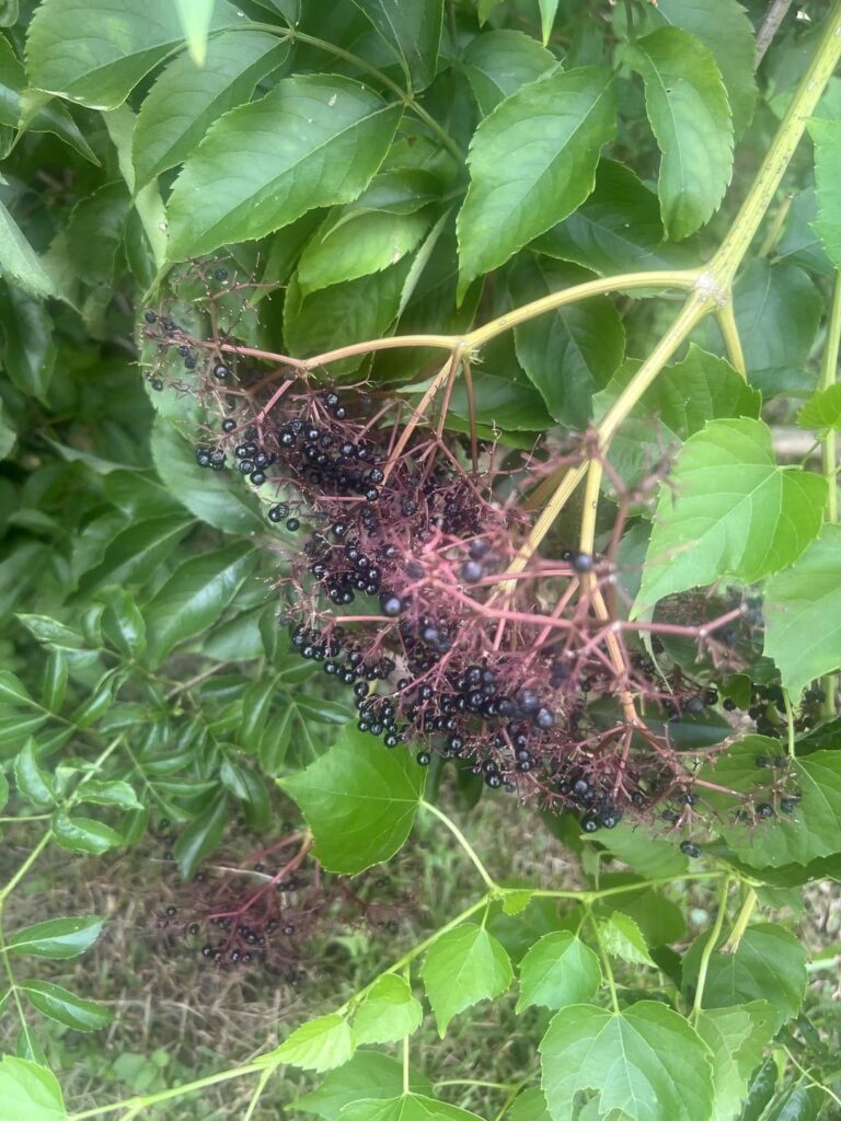 Hi my neighbor said I could eat these?