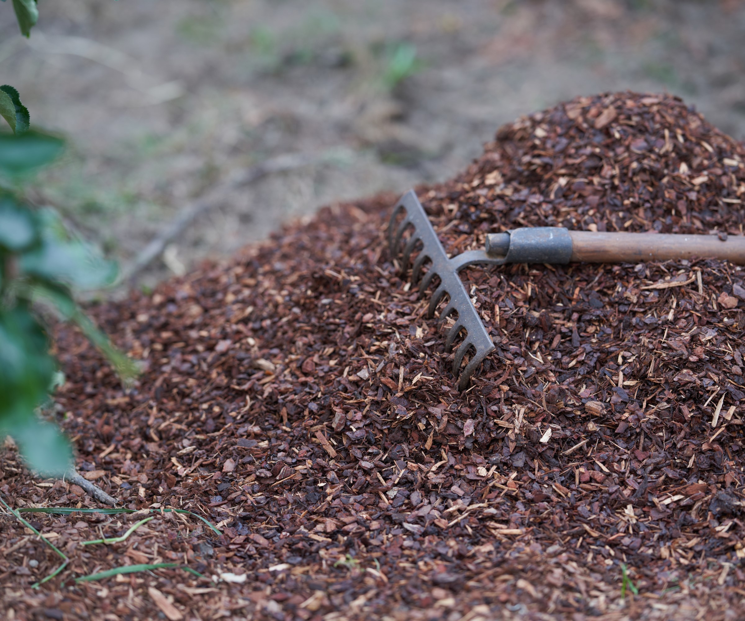 Mulching with red pine tree bark.