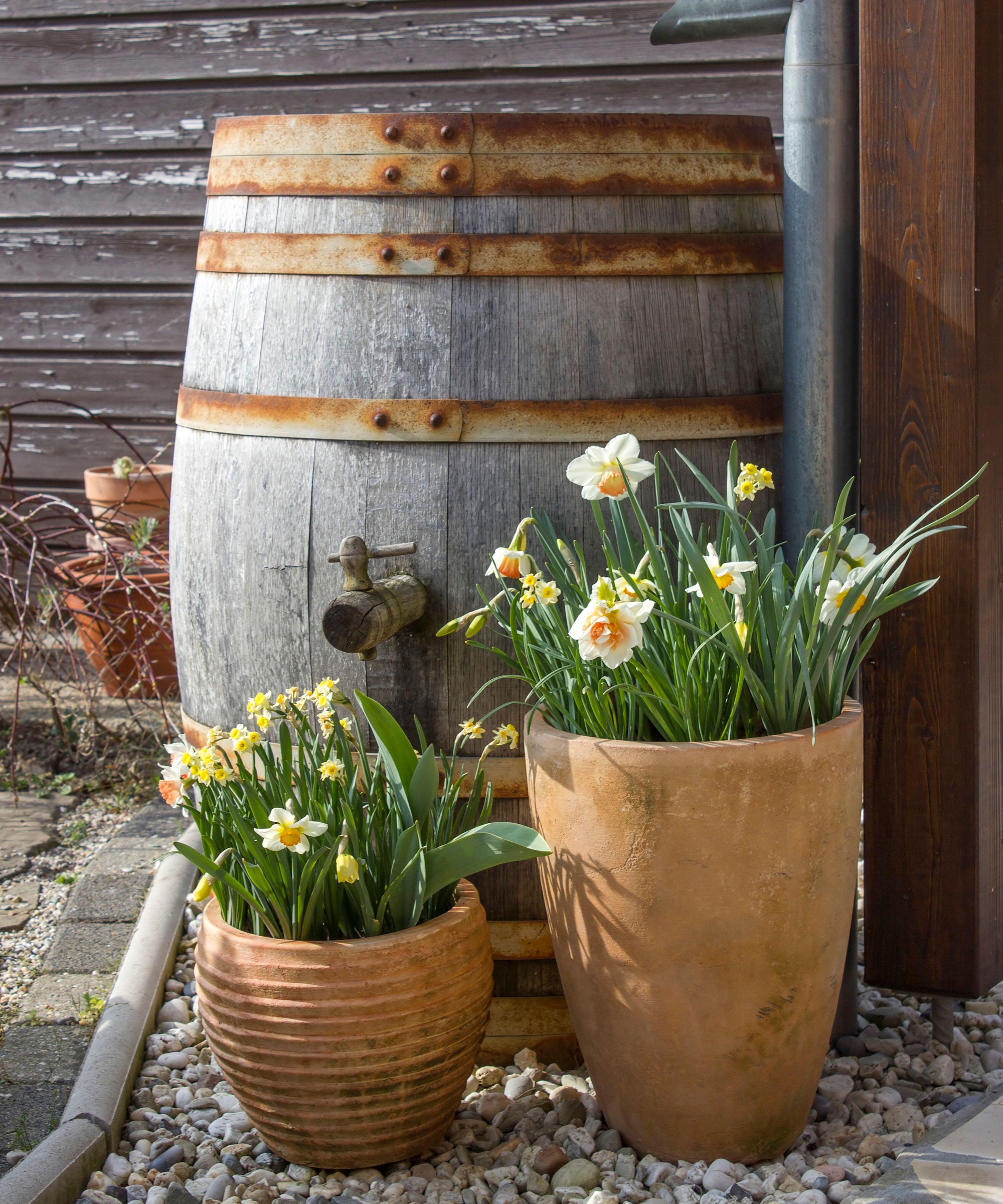 Daffodils in pots