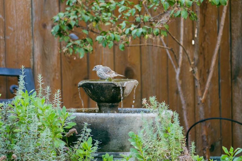 Fountains and other water features will benefit pollinators and other species alike. Keep...