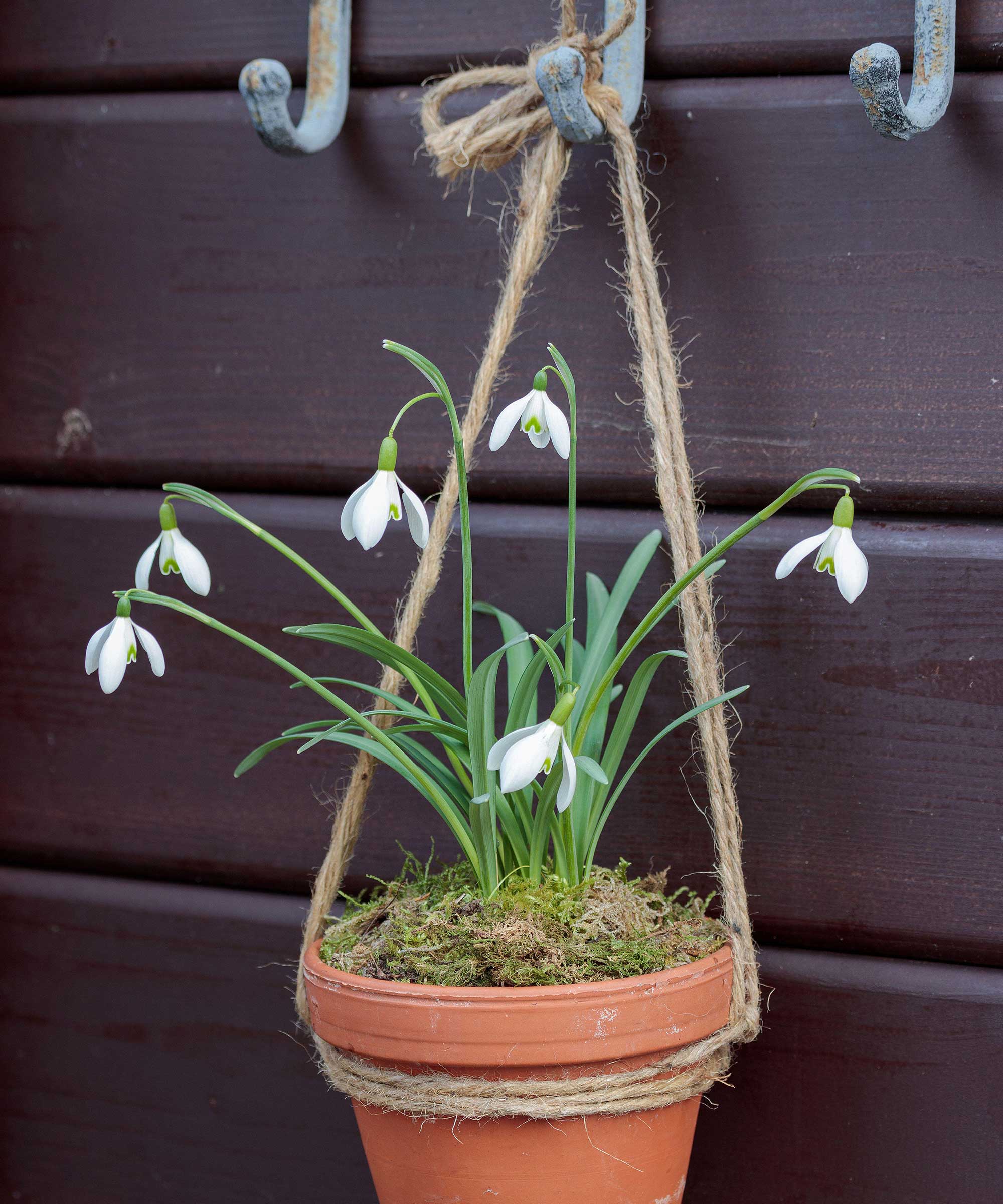 snowdrop in pot