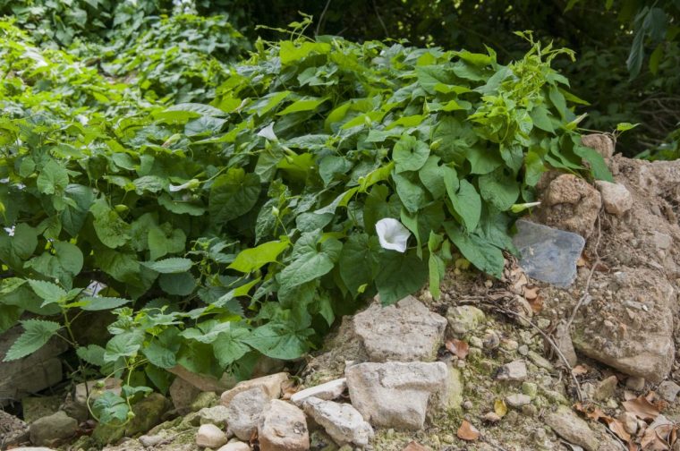 Bindweed colonising old rubble pile Summer weeds Bindweed GroundElder Couch Image: RHS