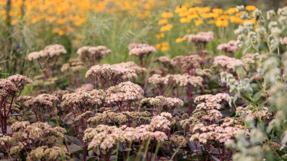 How to save your garden after a dry spell How to save your garden after a dry spell