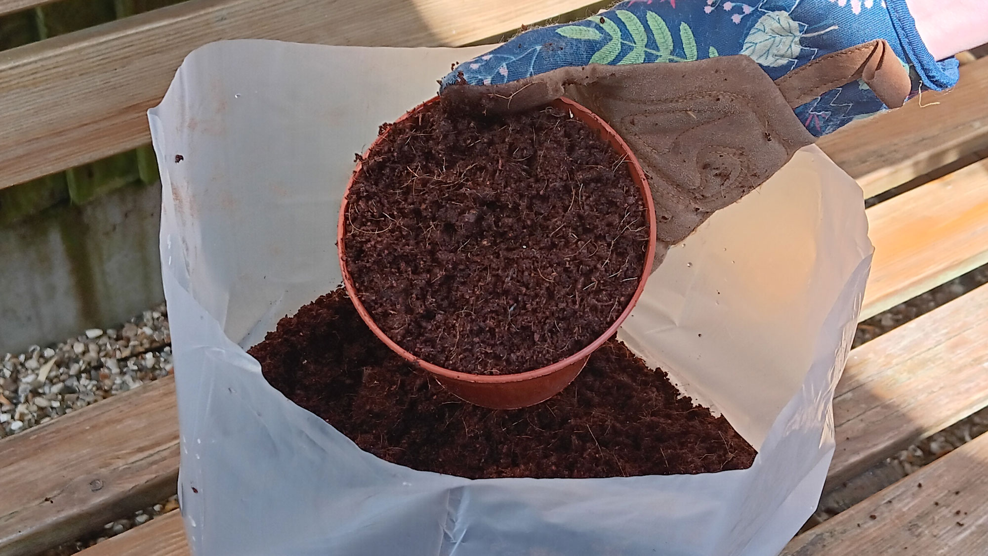 Filling pot with coir compost