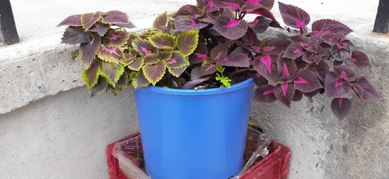 SMGB September 2025 Co-op Blue Pot