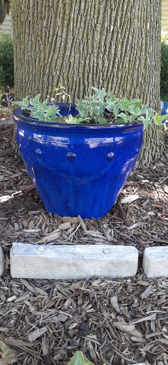SMGB September 2025 Neighborhood 1 Blue Pot