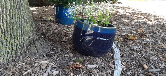 SMGB September 2025 Neighborhood 2 Blue Pot
