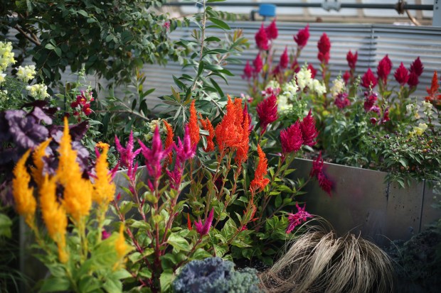 Trays of flowers in bloom.