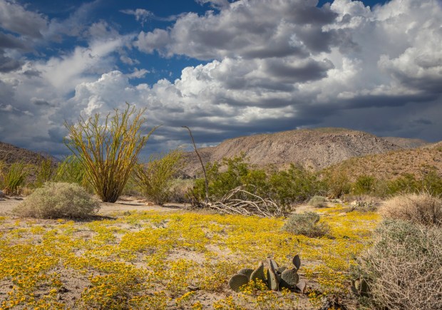 Yellow chinchweed carpets the Anza-Borrego Desert in Oct. 2022. (Ernie Cowan / For The San Diego-Union-Tribune)