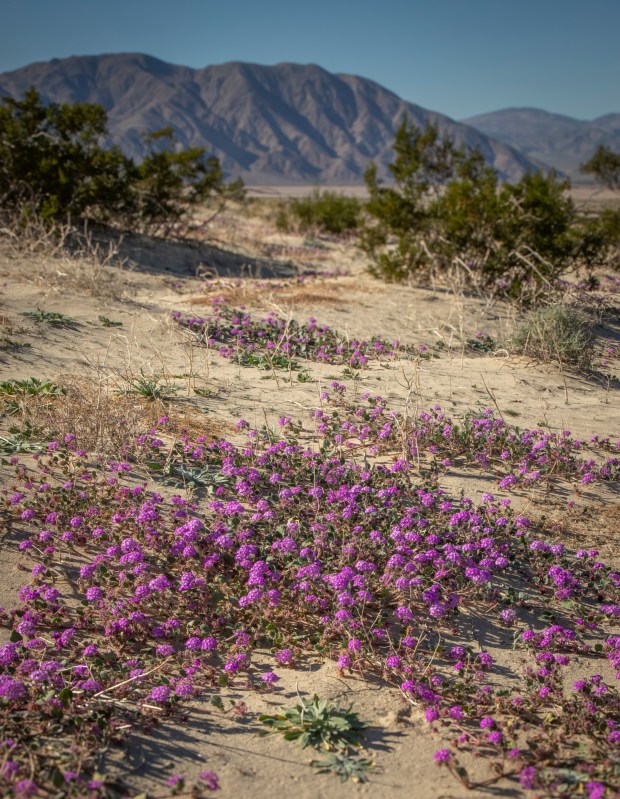 Purple sand verbena in the Anza-Borrego Desert in Oct. 2022. (Ernie Cowan / For The San Diego Union-Tribune)