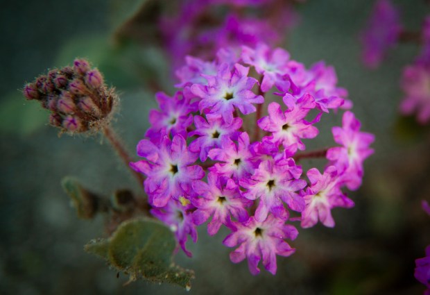 A cluster of purple sand verbena in the Anza-Borrego Desert in Oct. 2022. (Ernie Cowan / For The San Diego Union-Tribune)