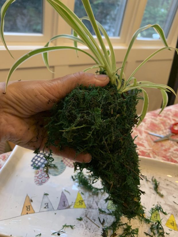 The plant's root ball, surrounded with mud, is then wrapped in preserved sheet moss that will help keep in moisture. (Jessica Damiano file via AP)
