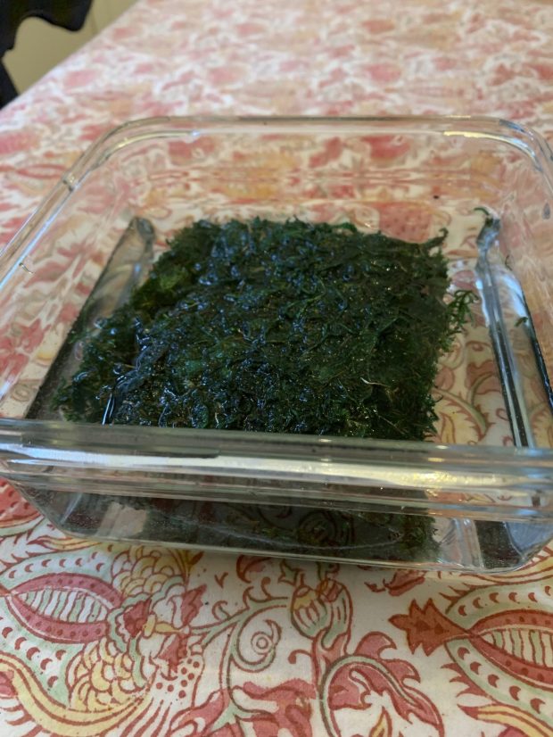 Sheet moss soaks in a warm water bath to make it pliable. (Jessica Damiano file via AP)