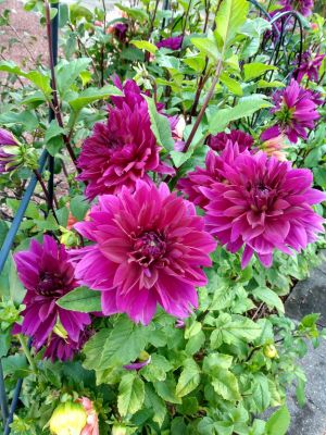 Sensory Garden Dahlia Diva Island