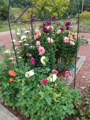 Sensory Garden Dahlia Diva Island