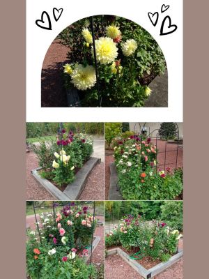 Sensory Garden Dahlia Diva Island