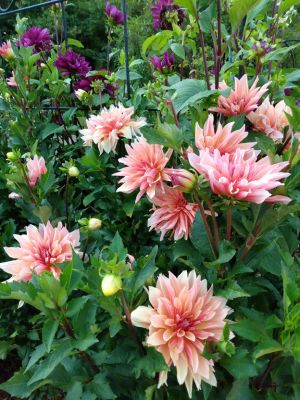 Sensory Garden Dahlia Diva Island
