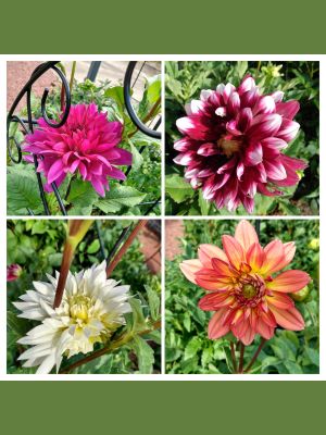 Sensory Garden Dahlia Diva Island