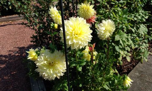 Sensory Garden Dahlia Diva Island