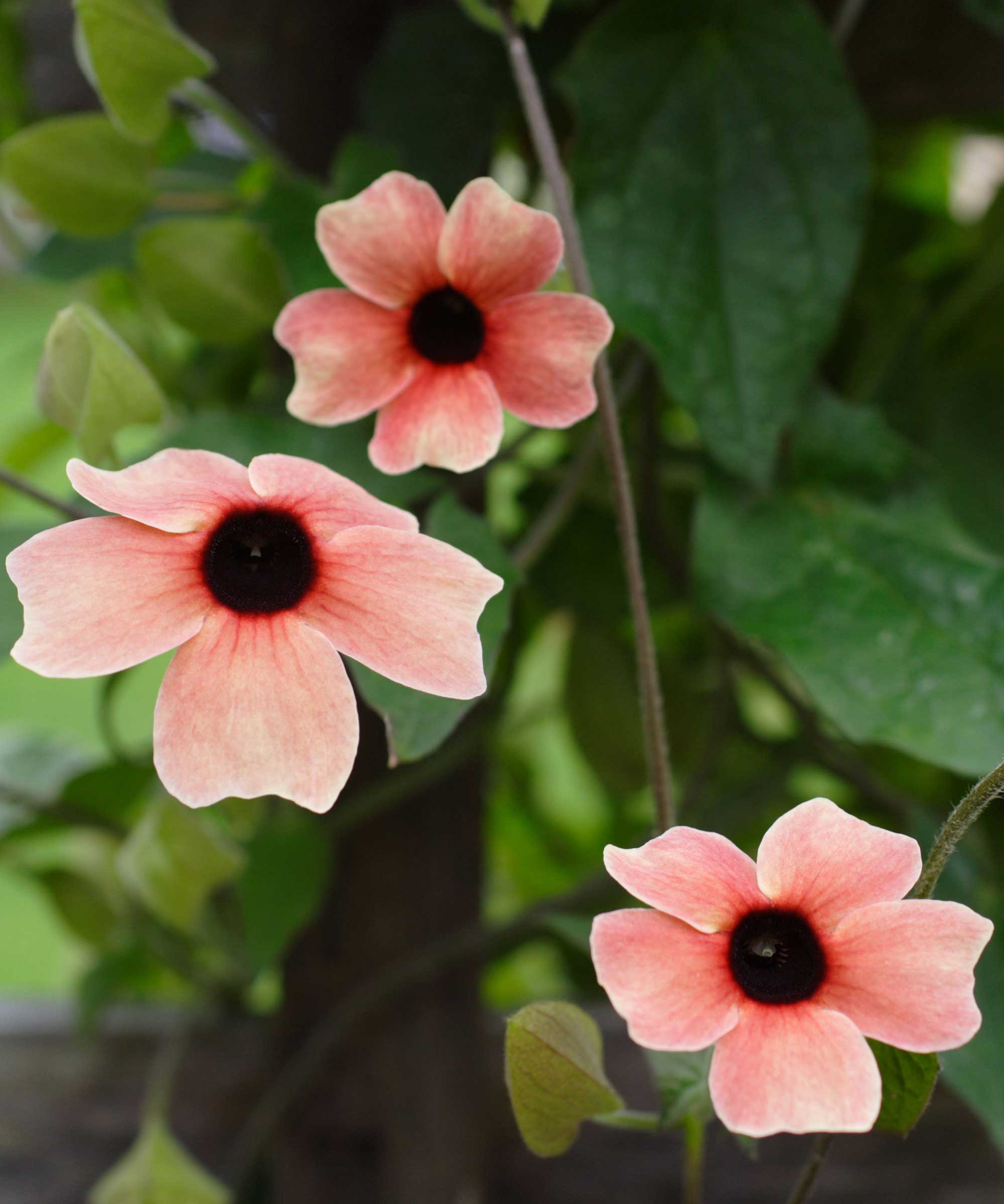 Thunbergia alata flowers