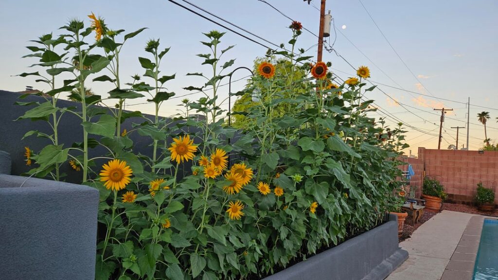 Sunflowers are showing off! 🌻🫶