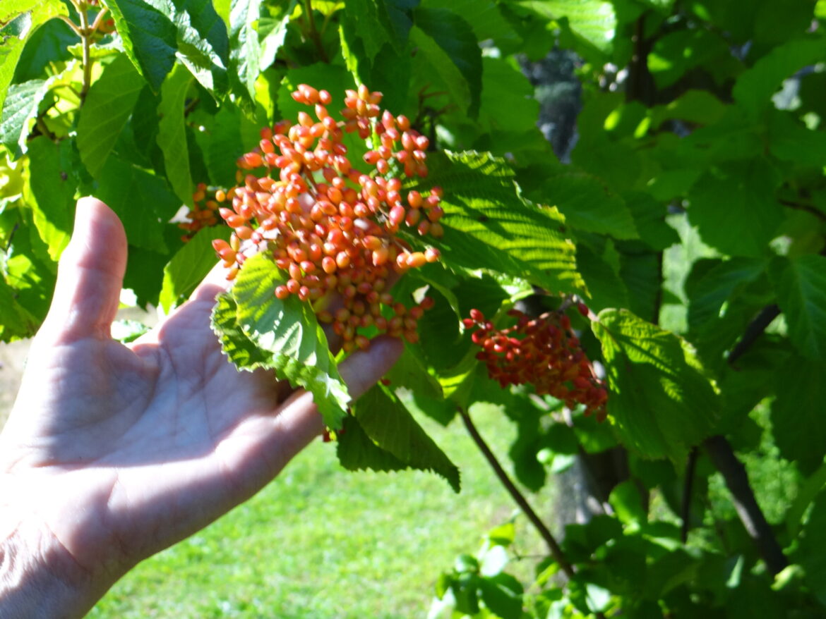 Yard inspiration blooms on garden tour Saturday