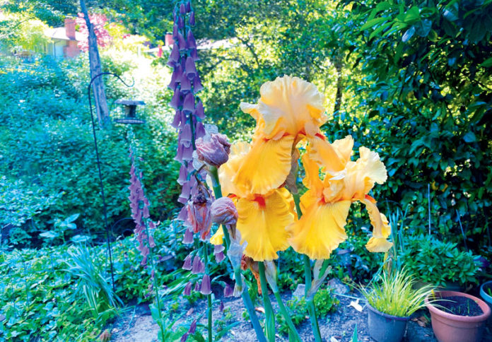 Garden bearded iris