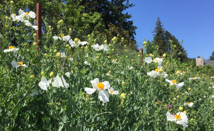 Matilija poppies