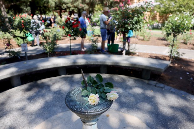 Roses sit on a sundial in the rose garden at...