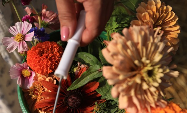 Fresh picked cut flowers a Front Porch Farm in Healdsburg,...