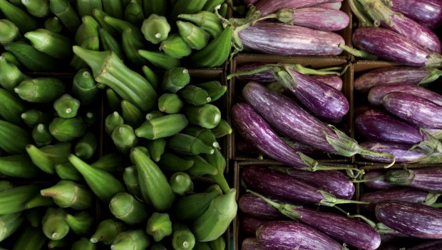 Freshly harvested okra and purple zucchini at Front Porch Farm...