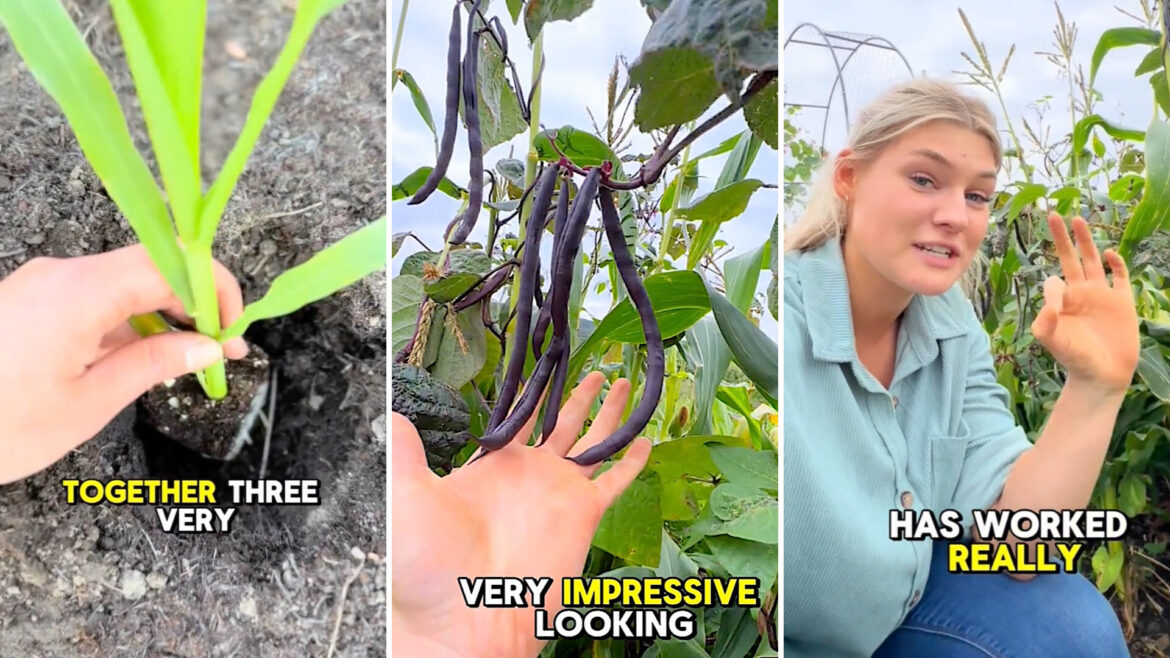 Gardener shares video after trying out ancient technique for thriving plants: ‘Works really well’ "So happy."