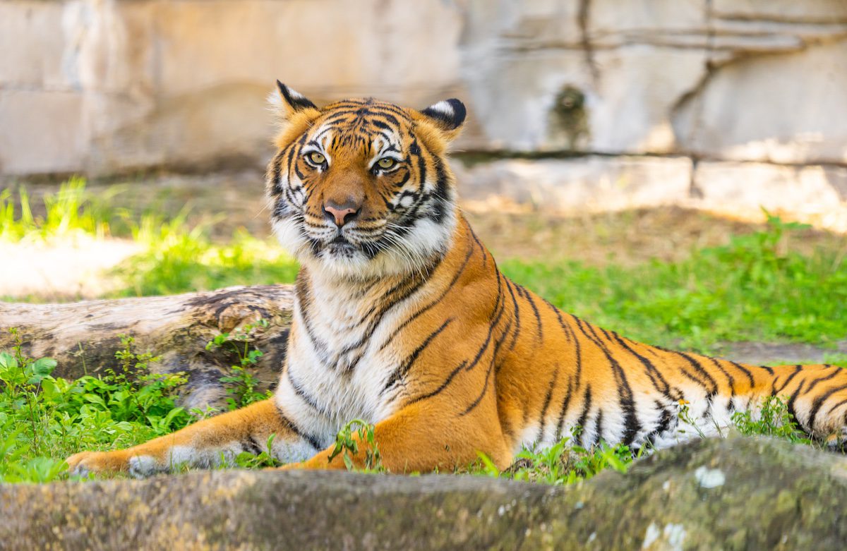 Tiger, Busch Gardens Tampa Bay