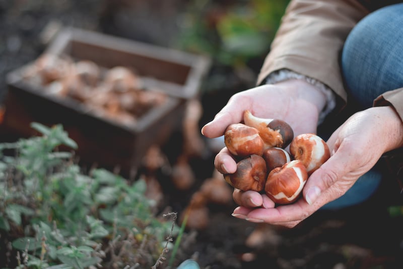 Planting spring flowering bulbs is yet another of those autumn chores where the rewards are great. Photograph: Getty Images
