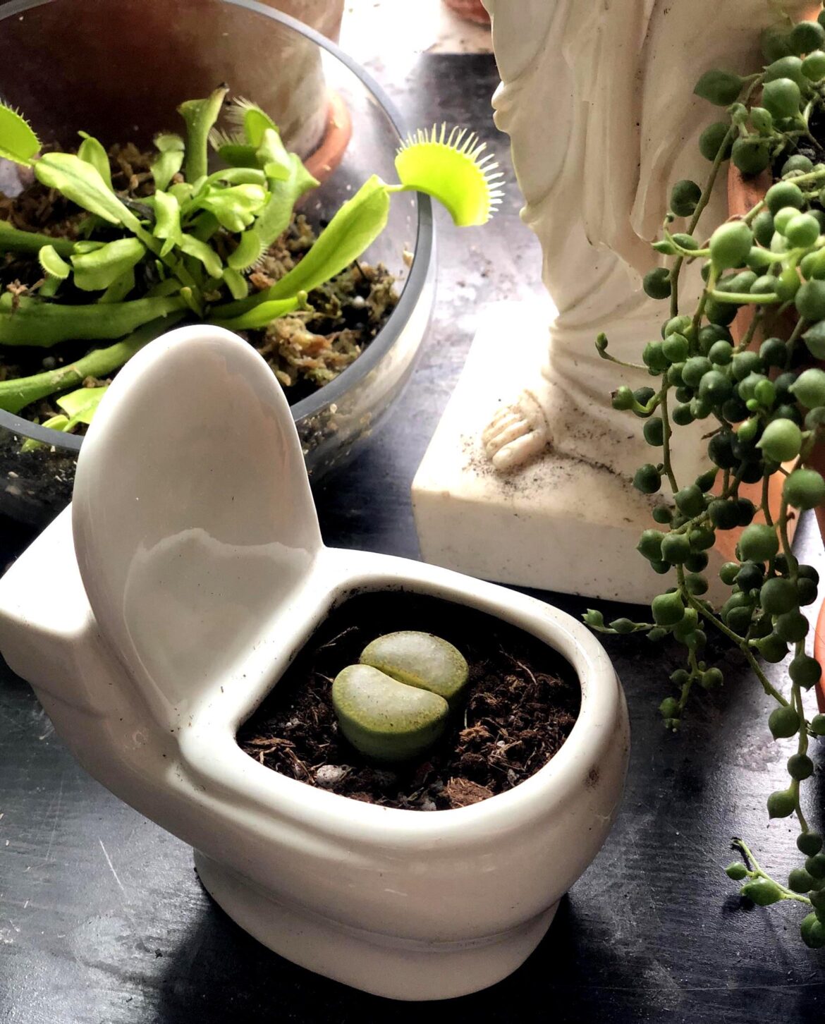 Found the perfect pot for my lil butt