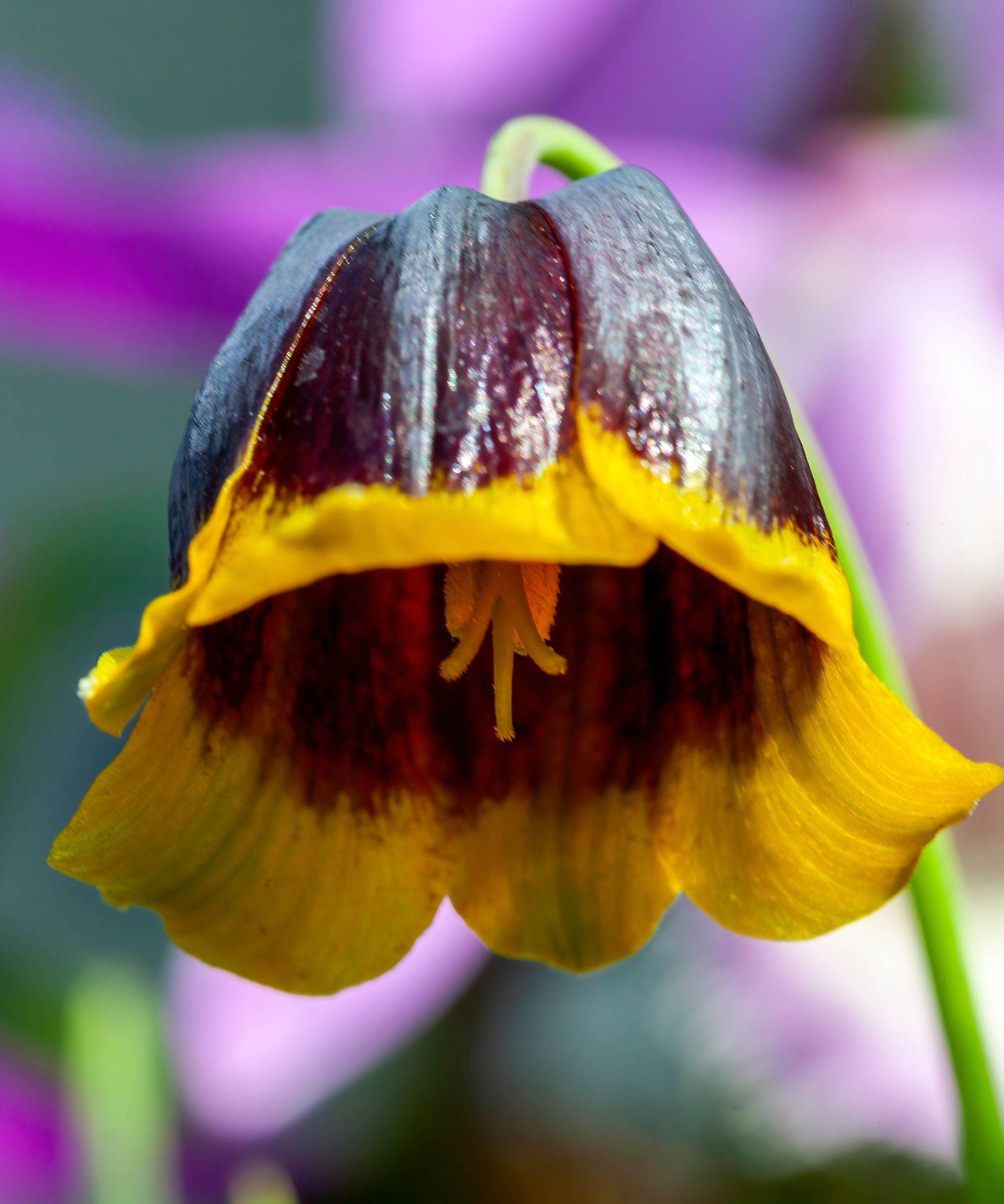 Fritillaria