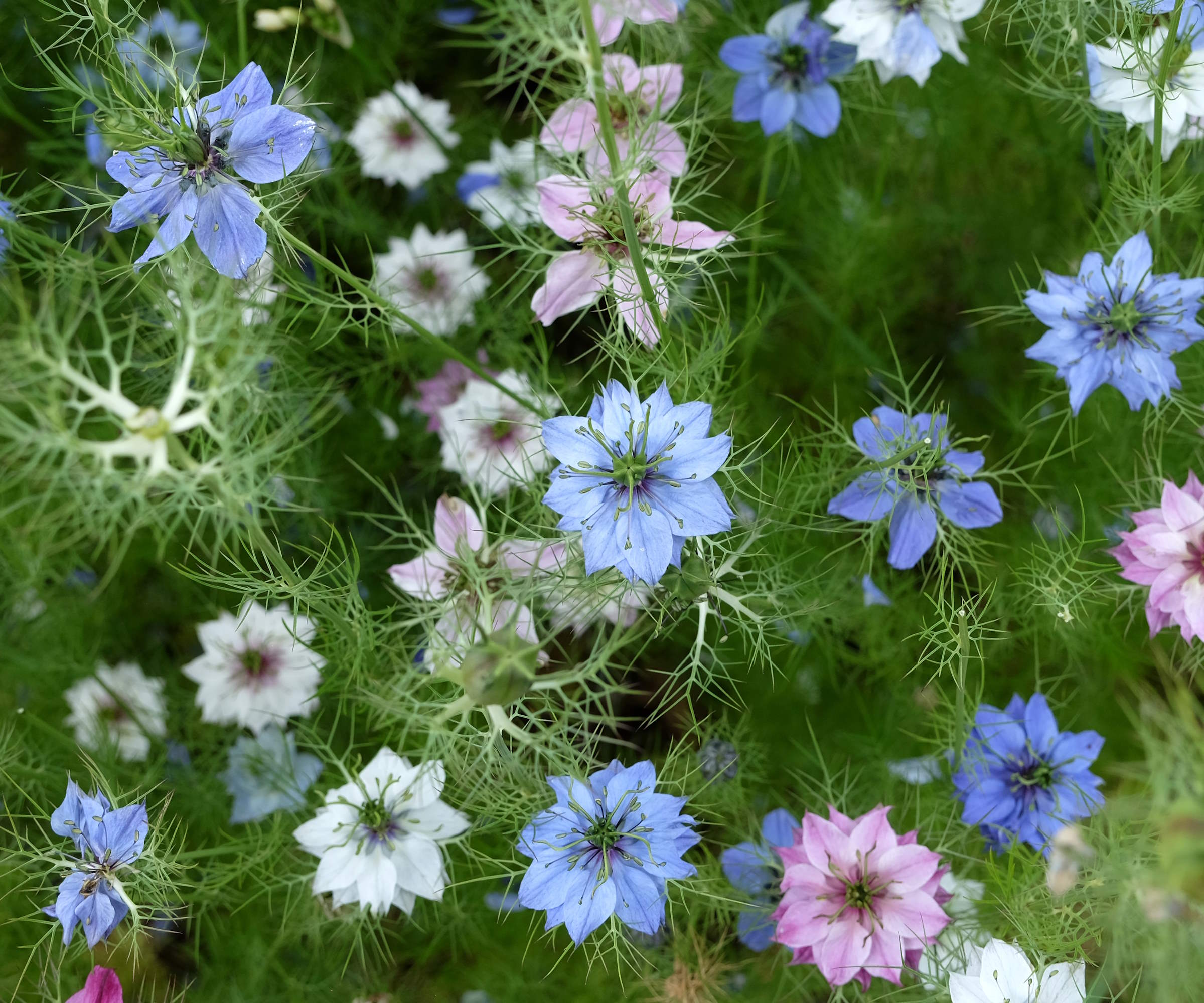 Blue, white and pink Nigella flowers