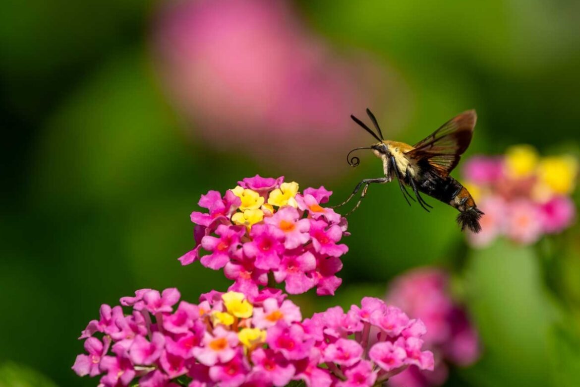 Homeowners can help preserve essential unsung garden heroes Homeowners can help preserve essential unsung garden heroes