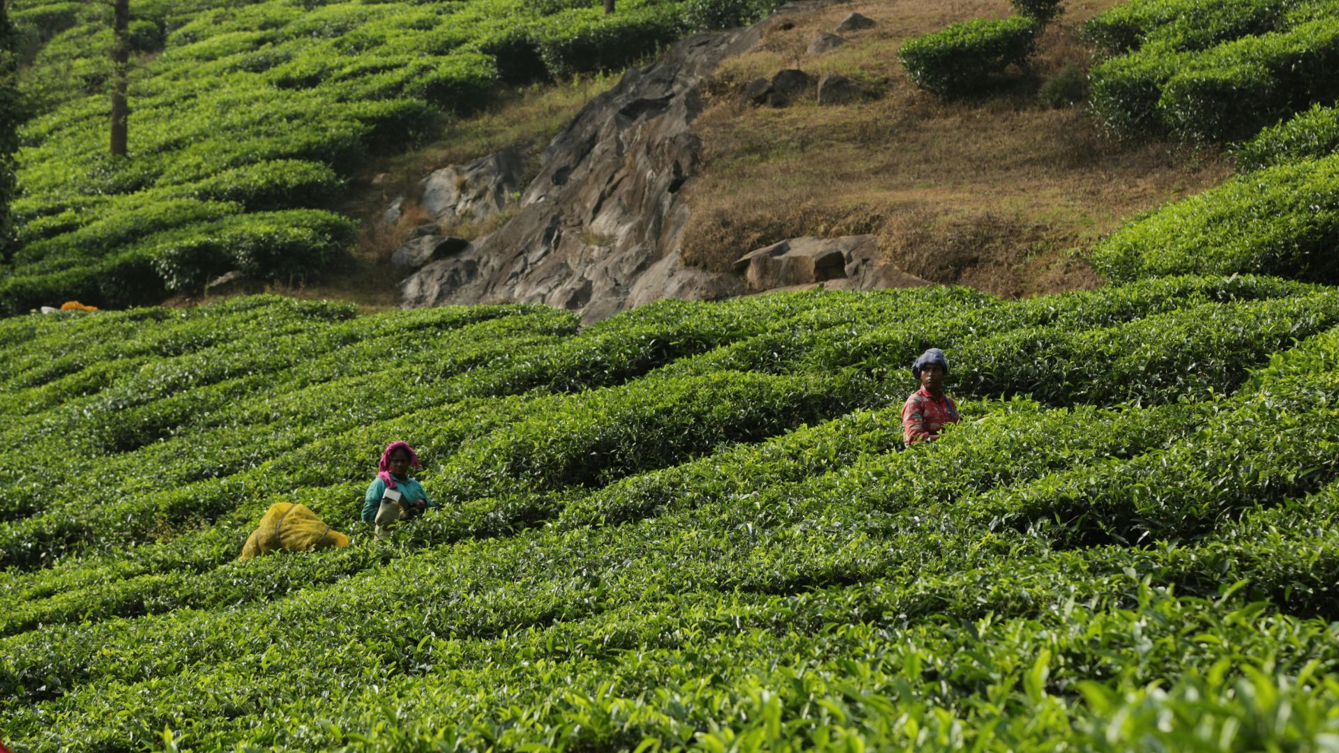 tea plantations in kerala 