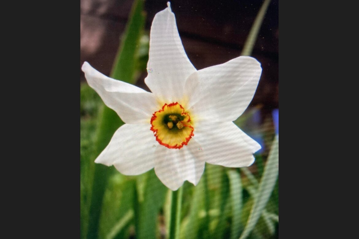 Here's what you should be doing in your Maine garden right now 