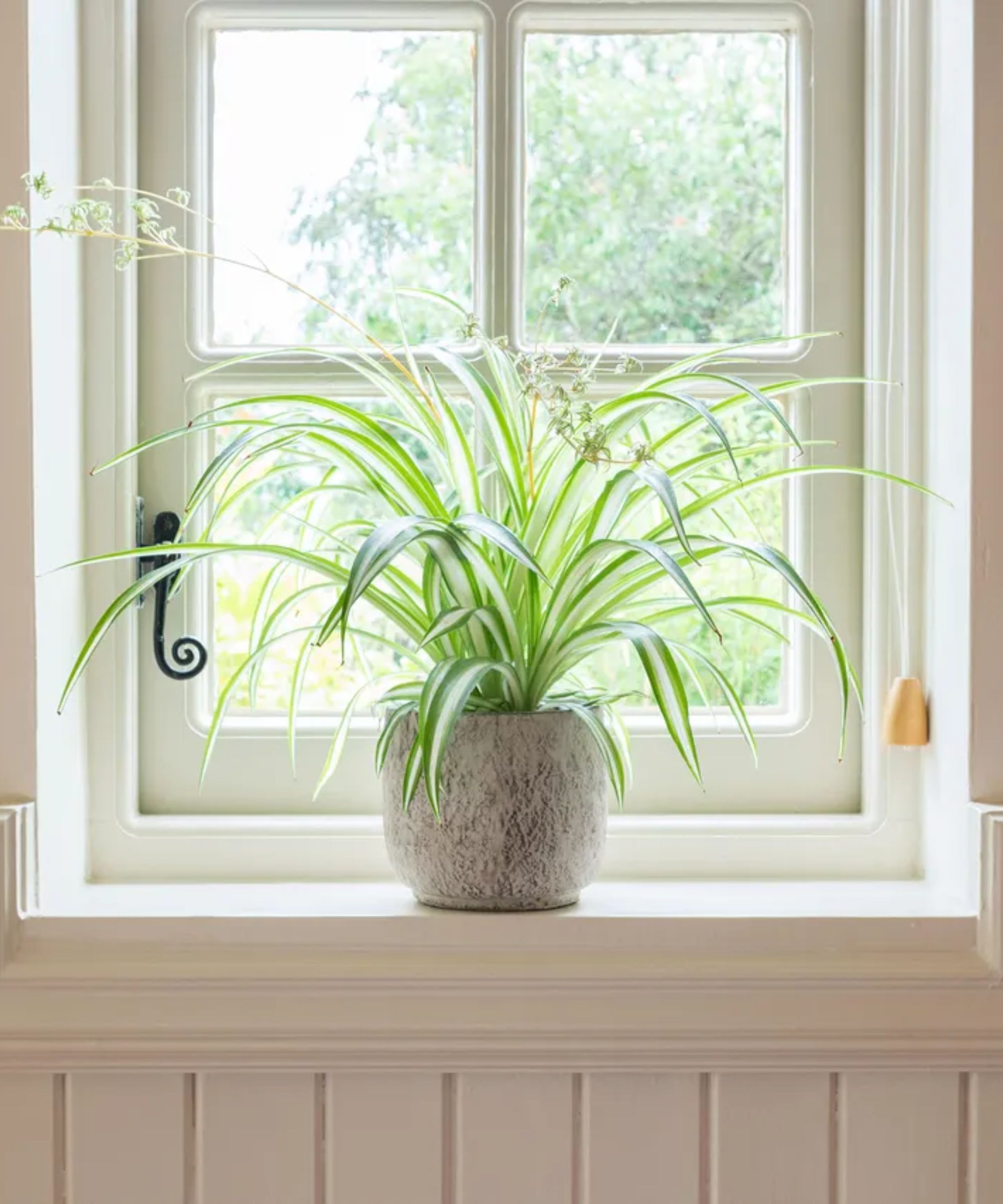 Spider plant on windowsill