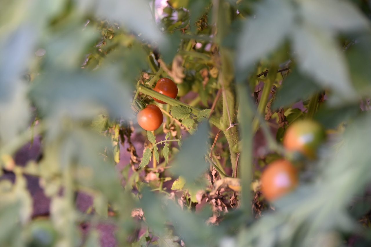 Tomato Plant New Brighton