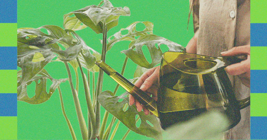 Plant Care Tips for the Winter, According to Experts (2025)